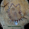 Abalone shell choker Almond colour blister pearl